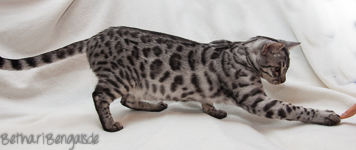 Bengalenkatze silber